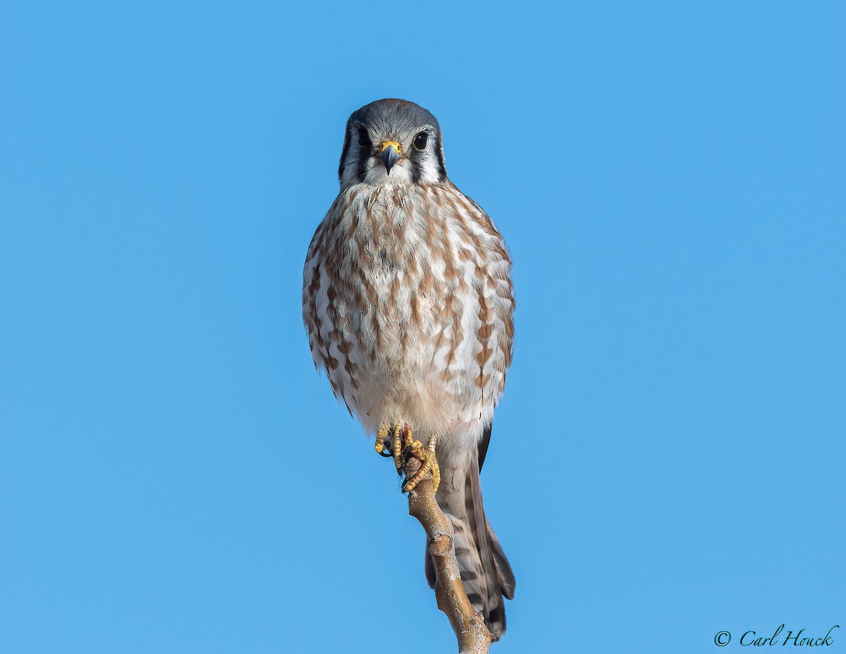 American Kestrel - ML304631251