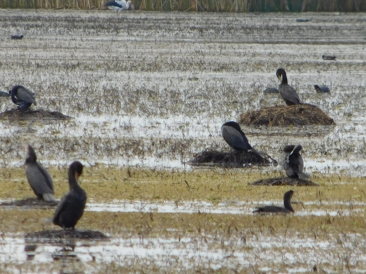 Neotropic Cormorant - ML304635591