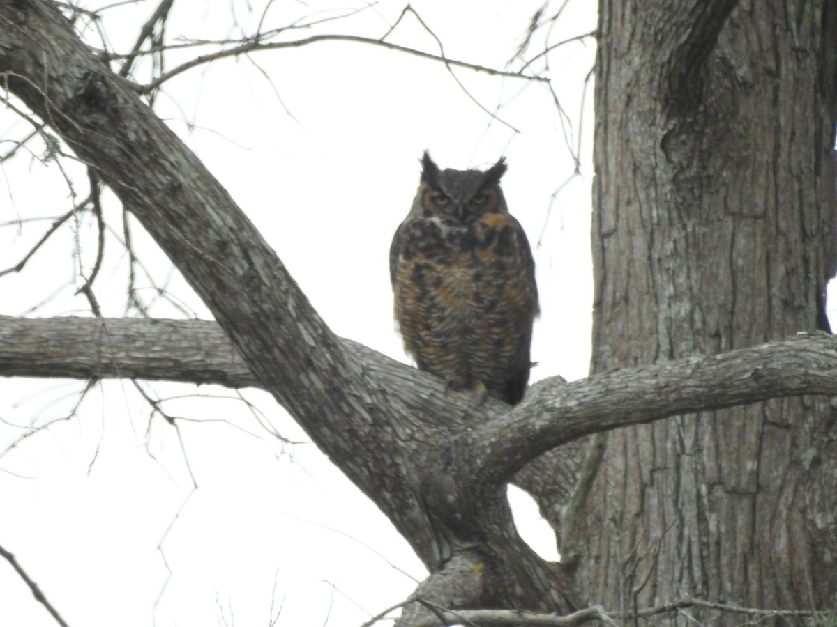 Great Horned Owl - Tad Guidry