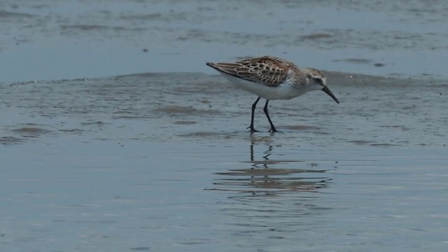 Western Sandpiper - ML304637131