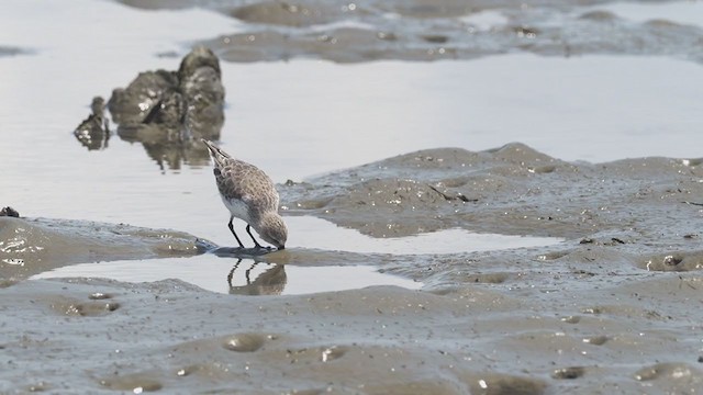 Western Sandpiper - ML304637661