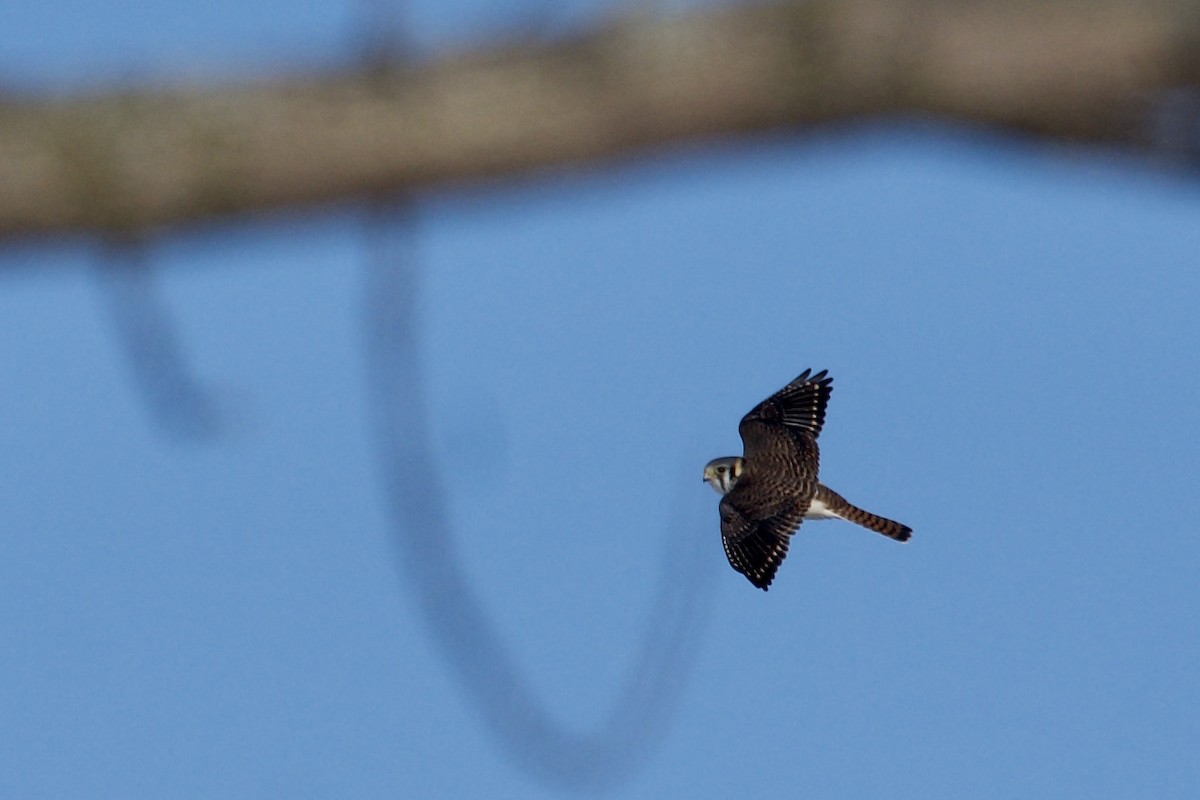 American Kestrel - ML304639911