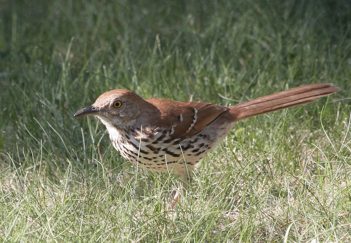 Brown Thrasher - Jean Laperrière COHL