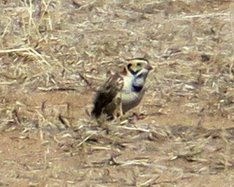 Lapland Longspur - ML304640331