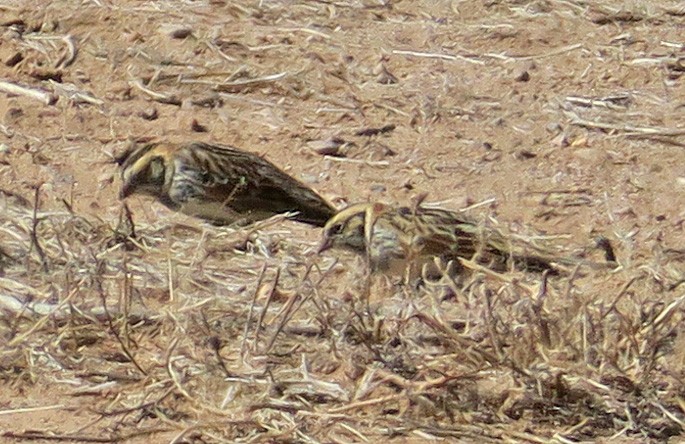 Lapland Longspur - ML304640421