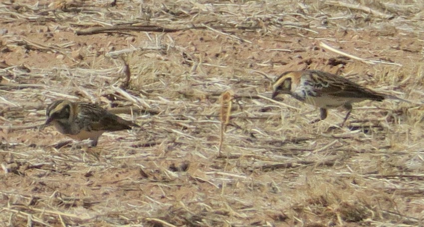 Lapland Longspur - Seth Ausubel