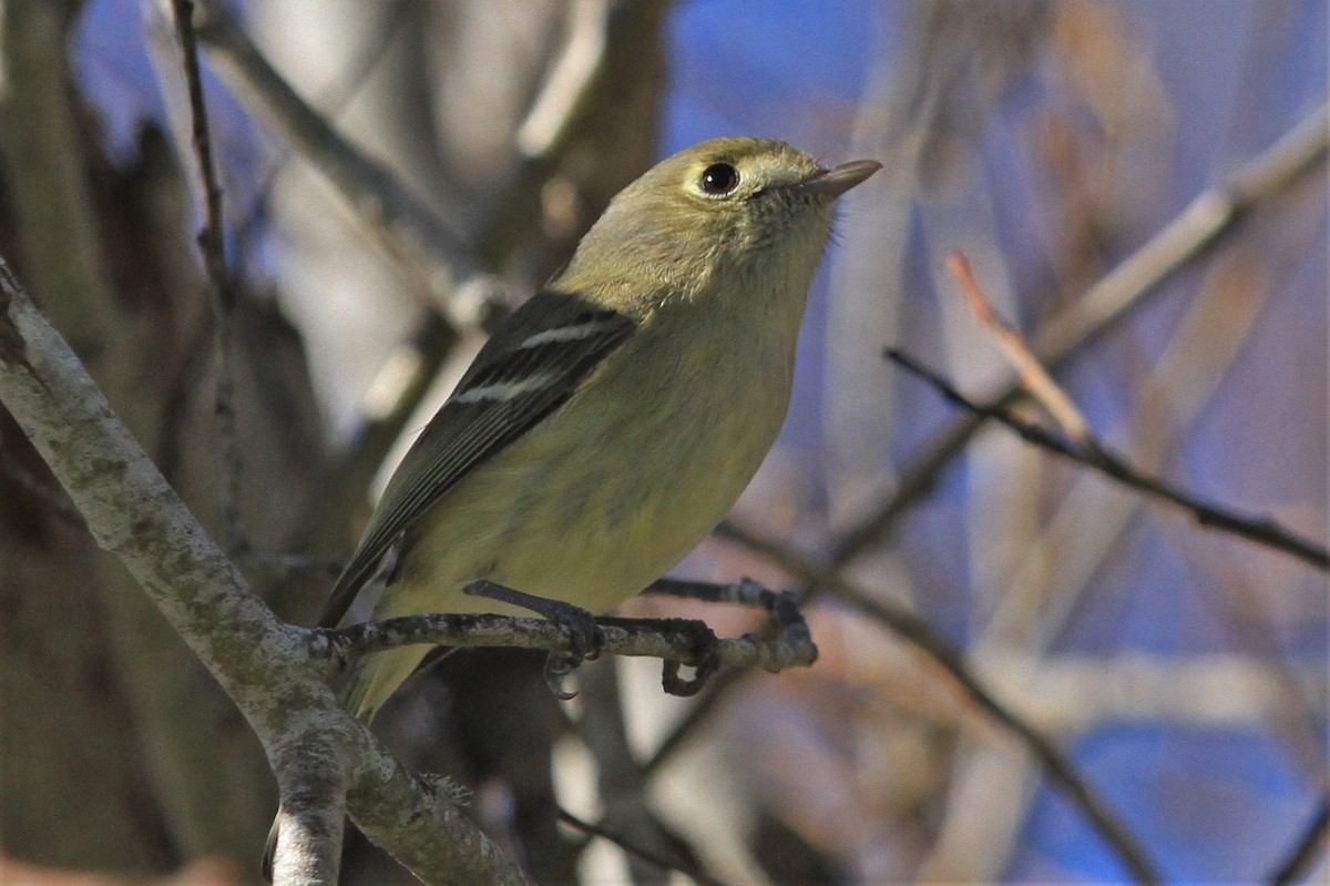 Vireo de Hutton - ML304641921