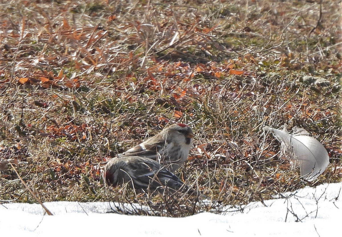 Redpoll (Common) - ML304642251