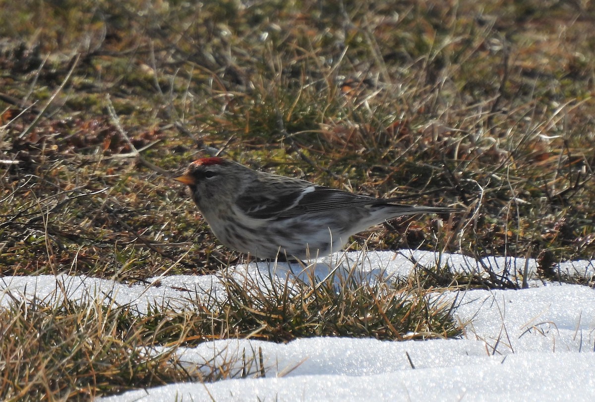 Redpoll (Common) - ML304642261