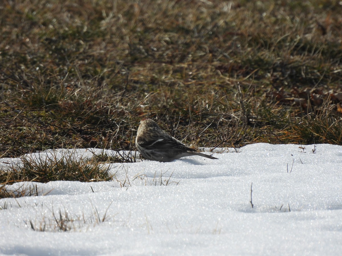 Redpoll (Common) - ML304642381