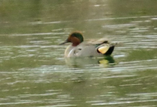 Ногоохон нугас - ML304642881