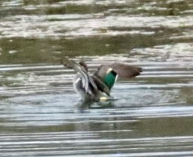 Ногоохон нугас - ML304642991