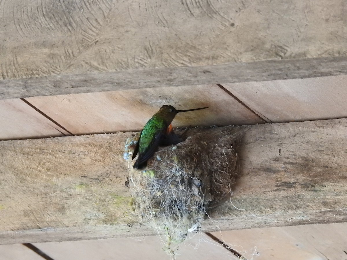 kolibřík zelenočelý - ML304644371
