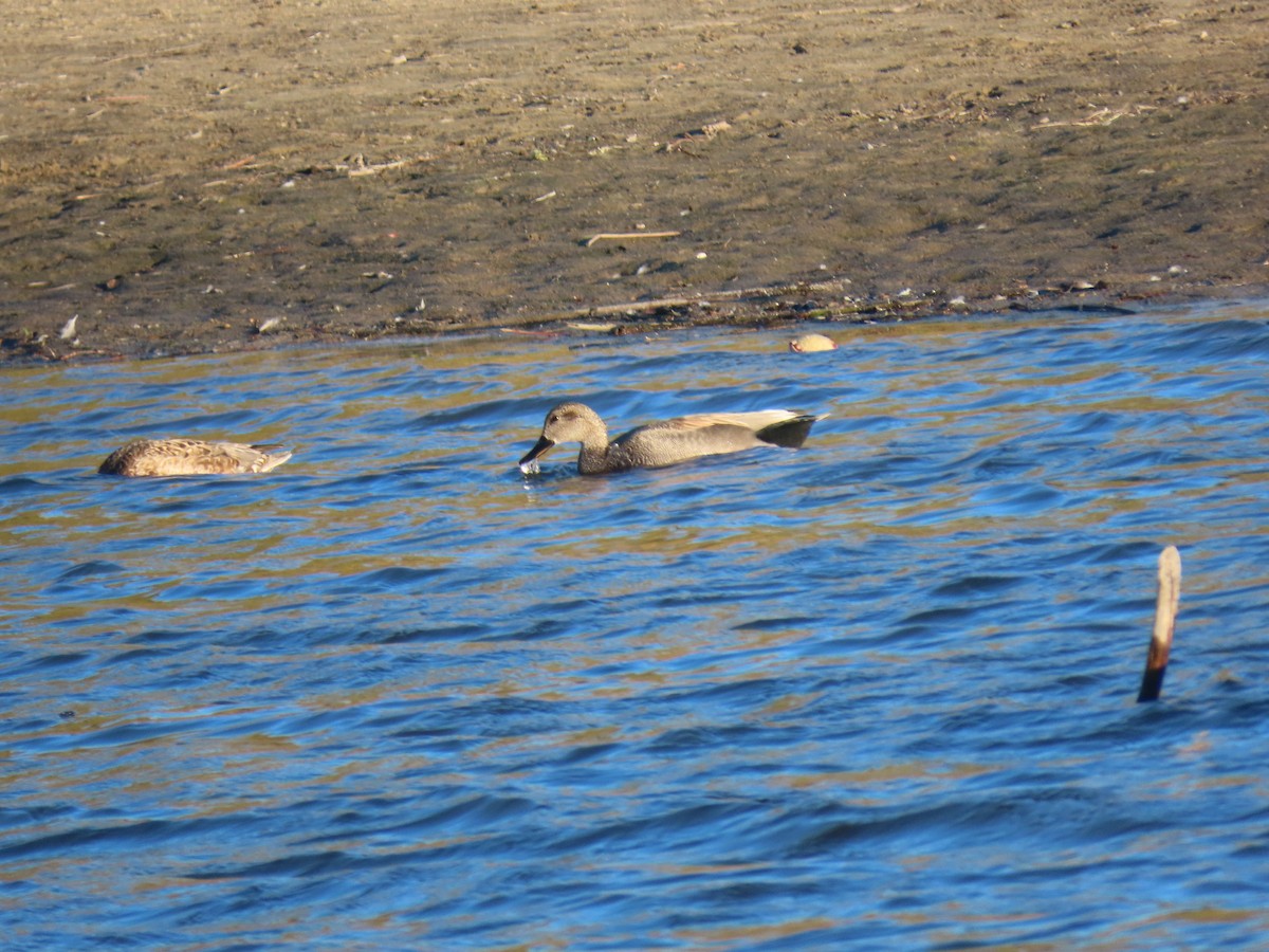 Gadwall - ML304646821