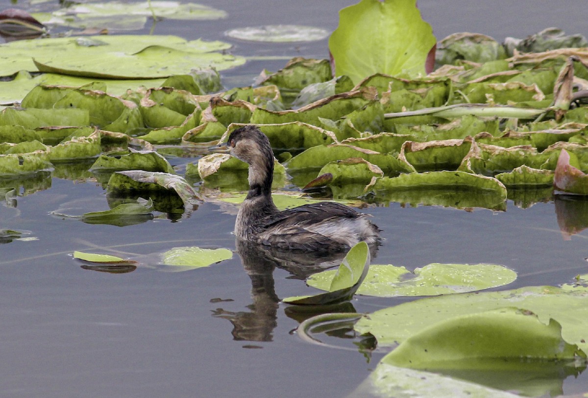 Little Grebe (Tricolored) - Jafet Potenzo Lopes
