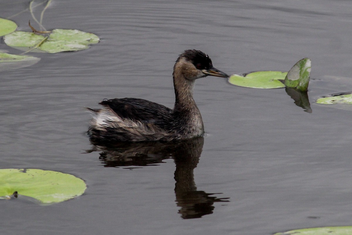 Little Grebe (Tricolored) - ML304647311