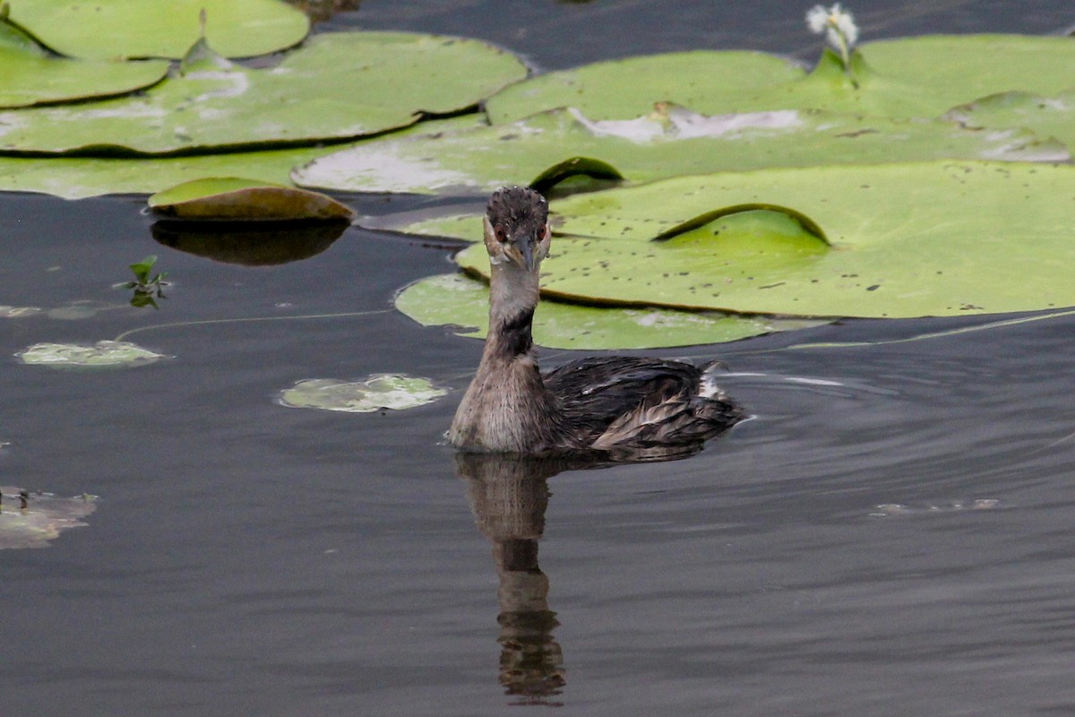 Little Grebe (Tricolored) - ML304647321