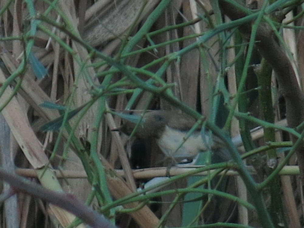 Common Reed Warbler (Caspian) - ML30464801