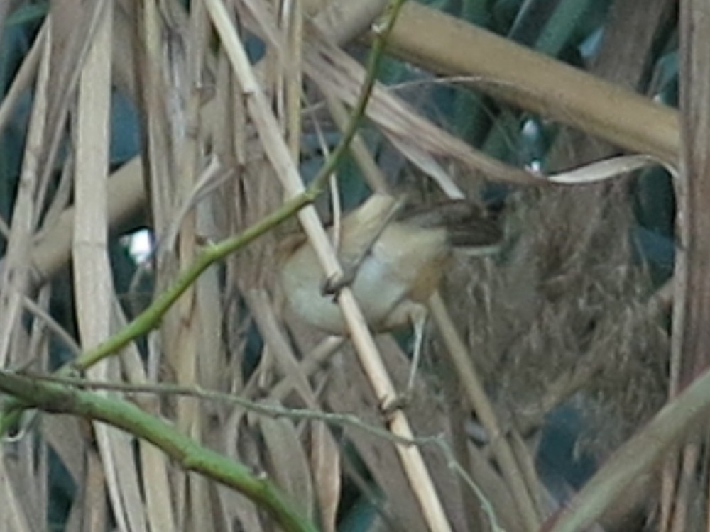 Common Reed Warbler (Caspian) - ML30464841