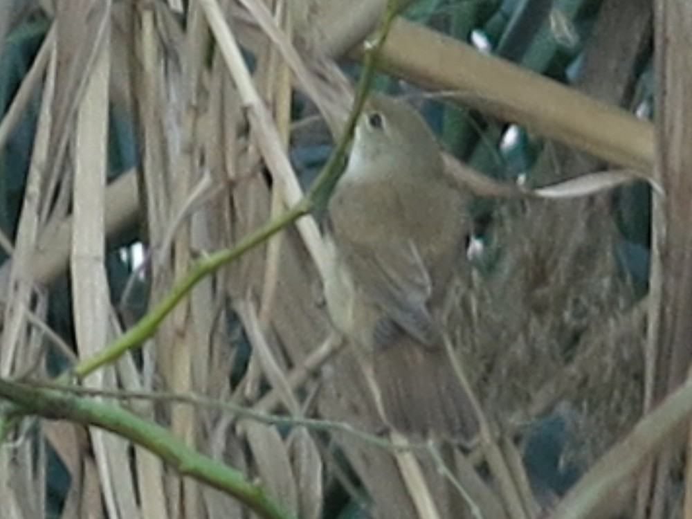 Common Reed Warbler (Caspian) - ML30464851