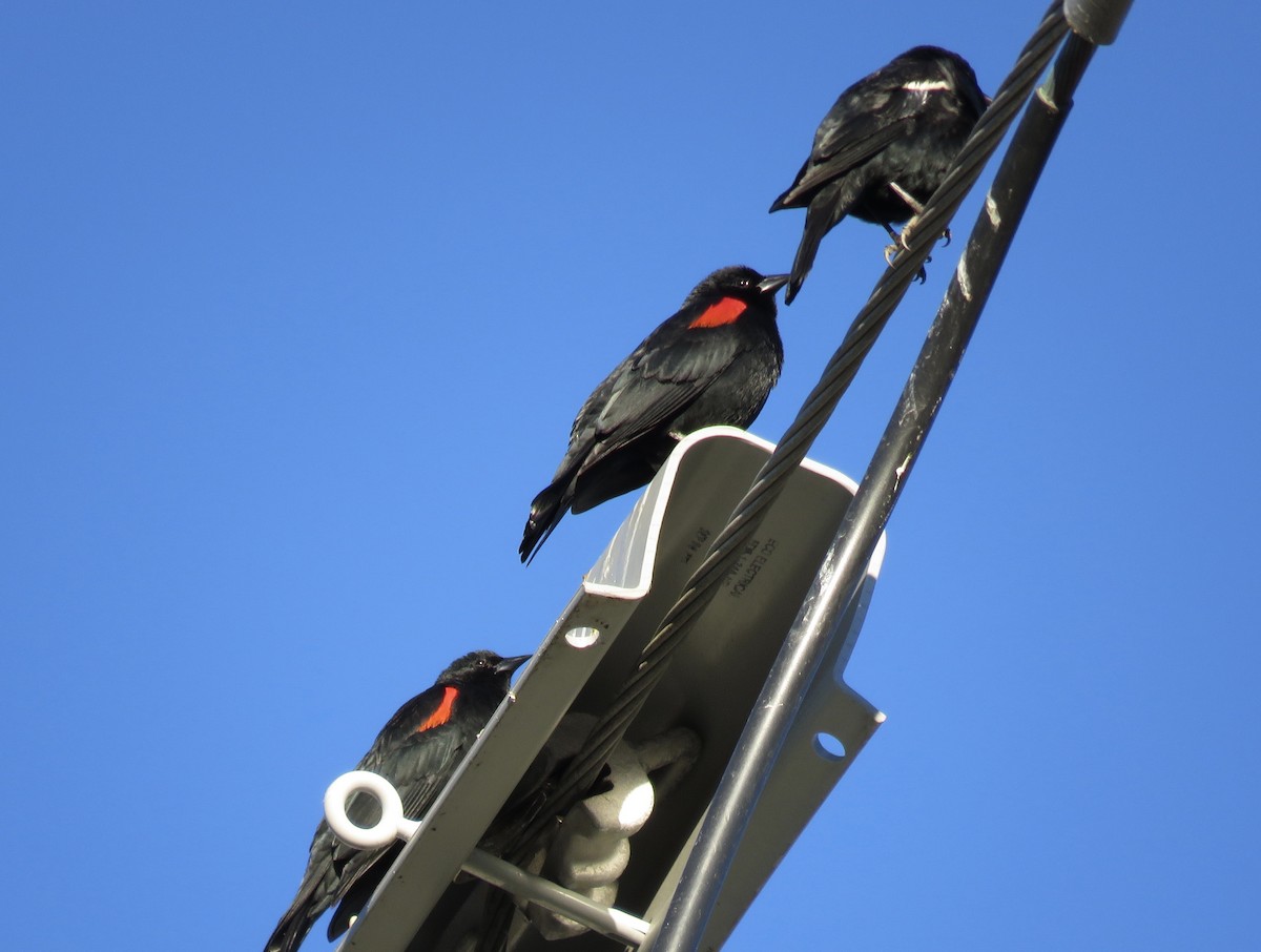 Red-winged Blackbird (California Bicolored) - ML304648821