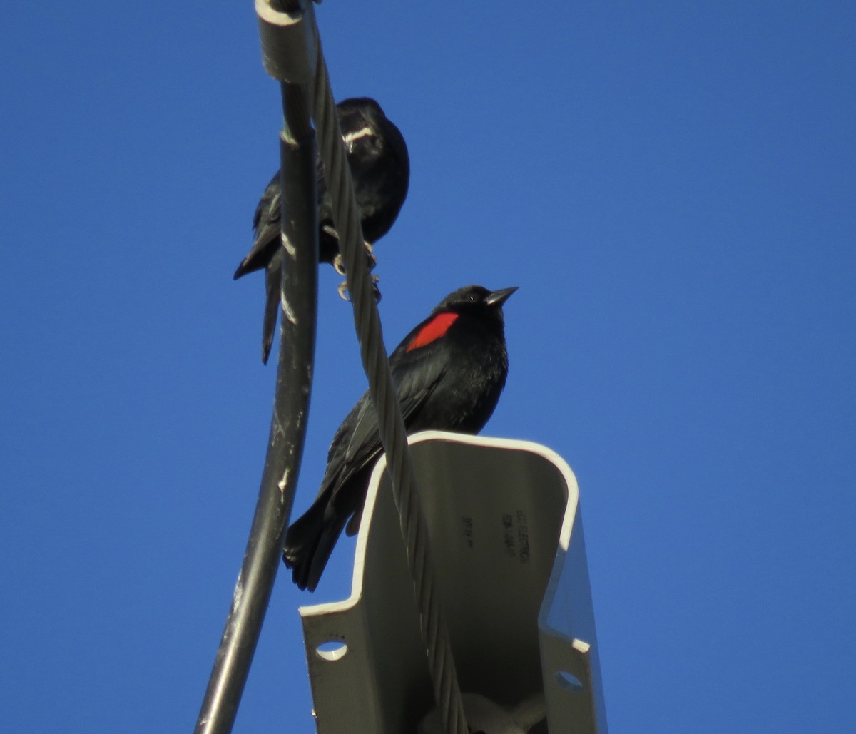 Red-winged Blackbird (California Bicolored) - ML304648841