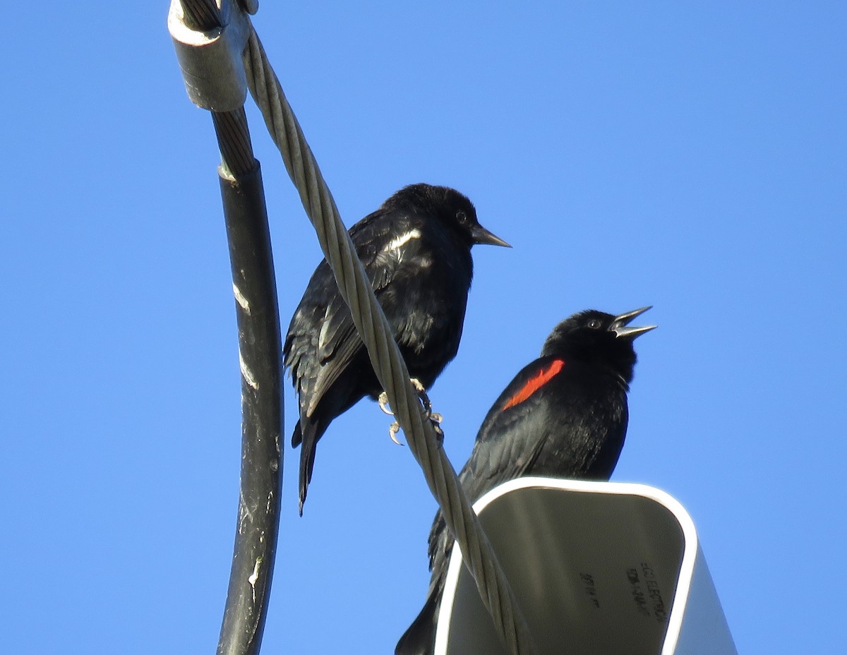 Red-winged Blackbird (California Bicolored) - ML304648851