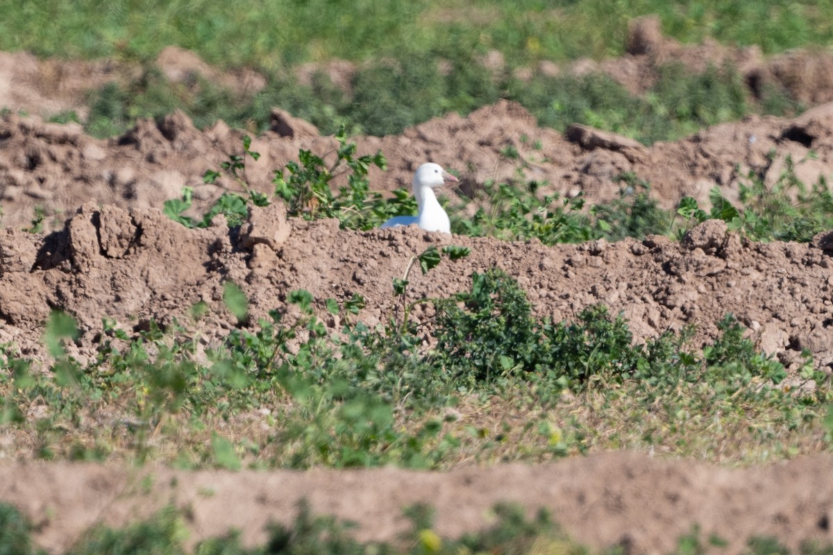 Ross's Goose - ML304652001