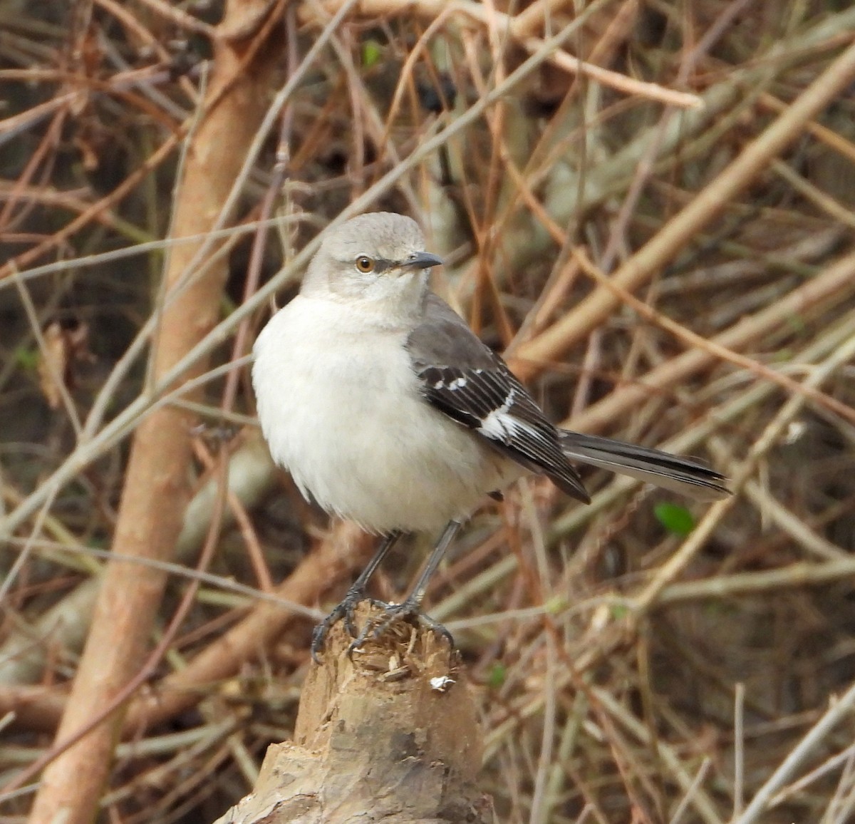 Northern Mockingbird - Jay Huner