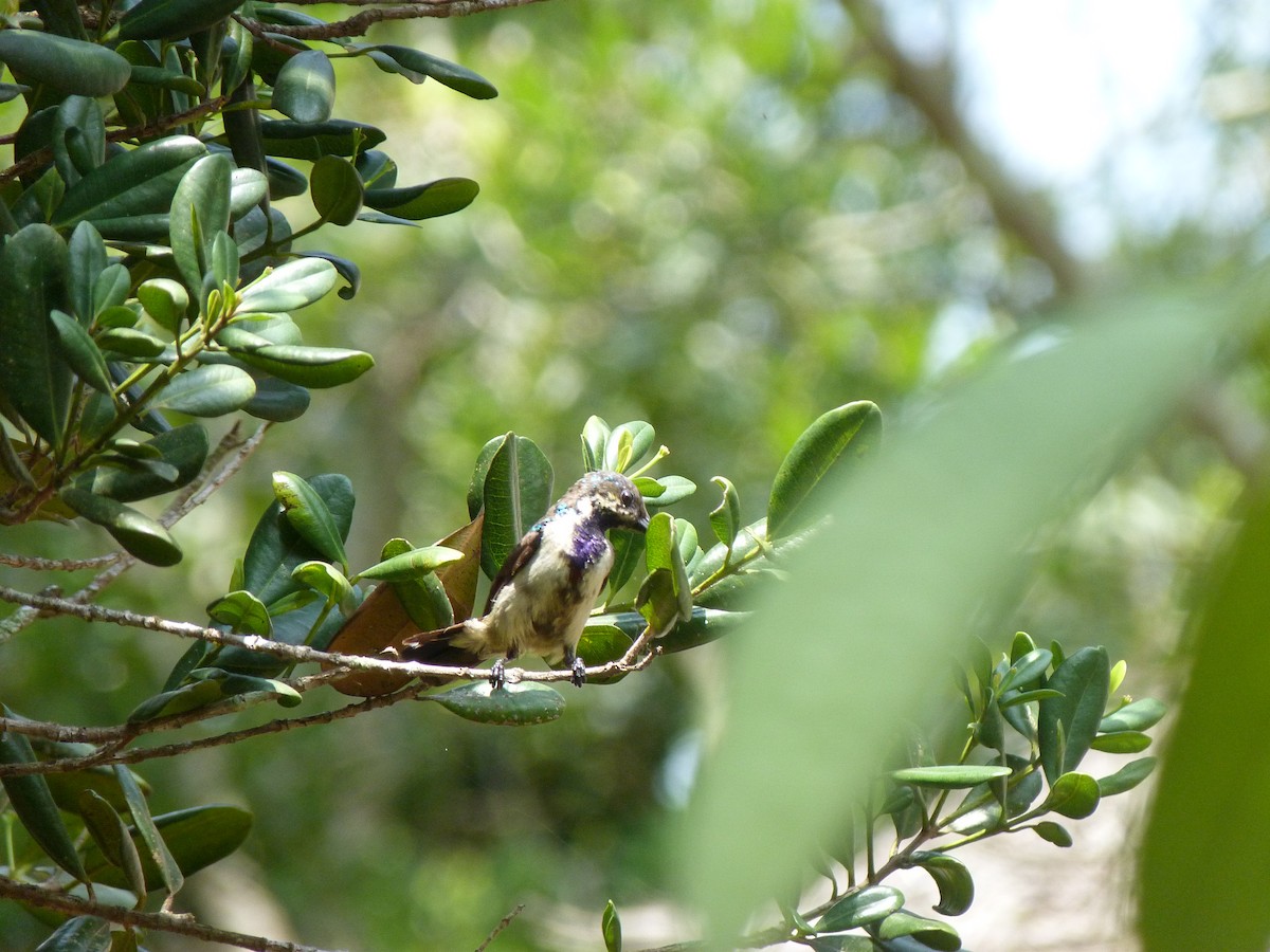 Loten's Sunbird - ML30465491