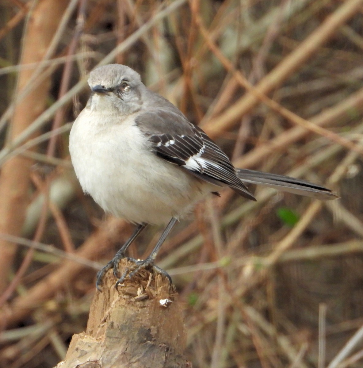 Northern Mockingbird - ML304654911