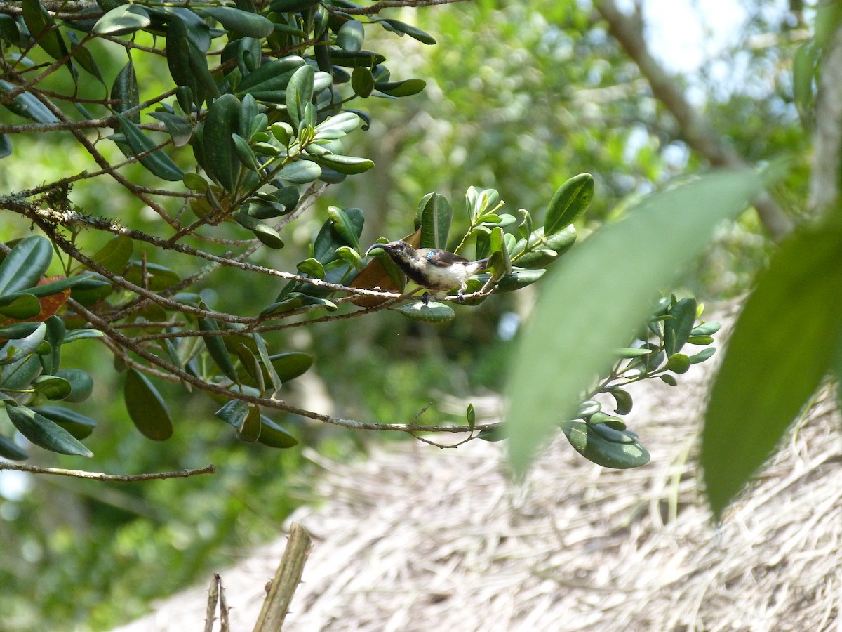 Loten's Sunbird - ML30465511