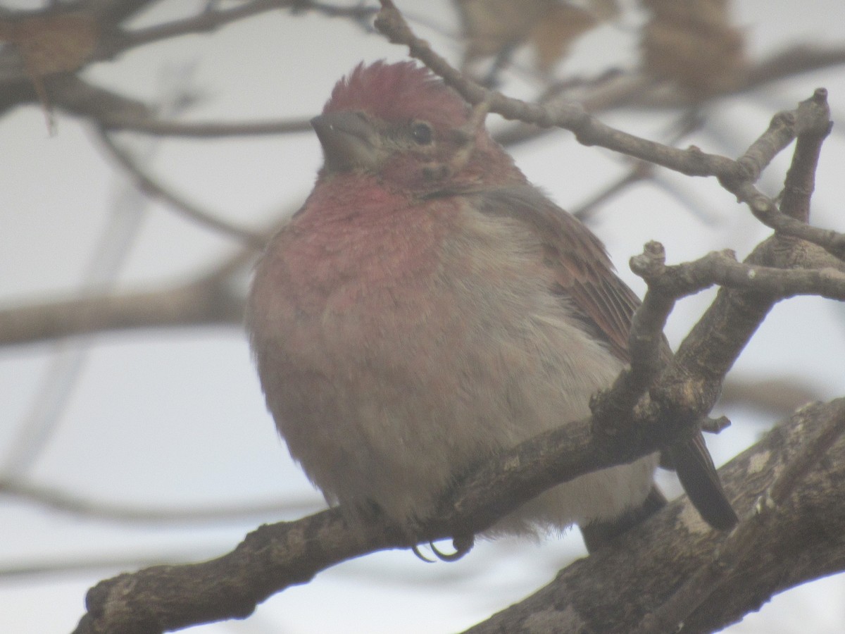 Cassin's Finch - ML304657301