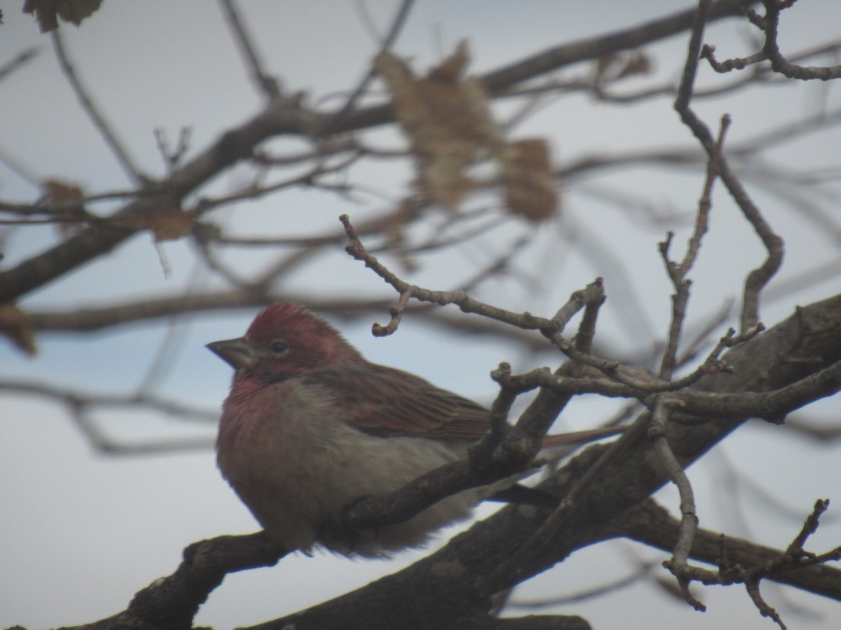 Cassin's Finch - Elizabeth & Tim Pratt