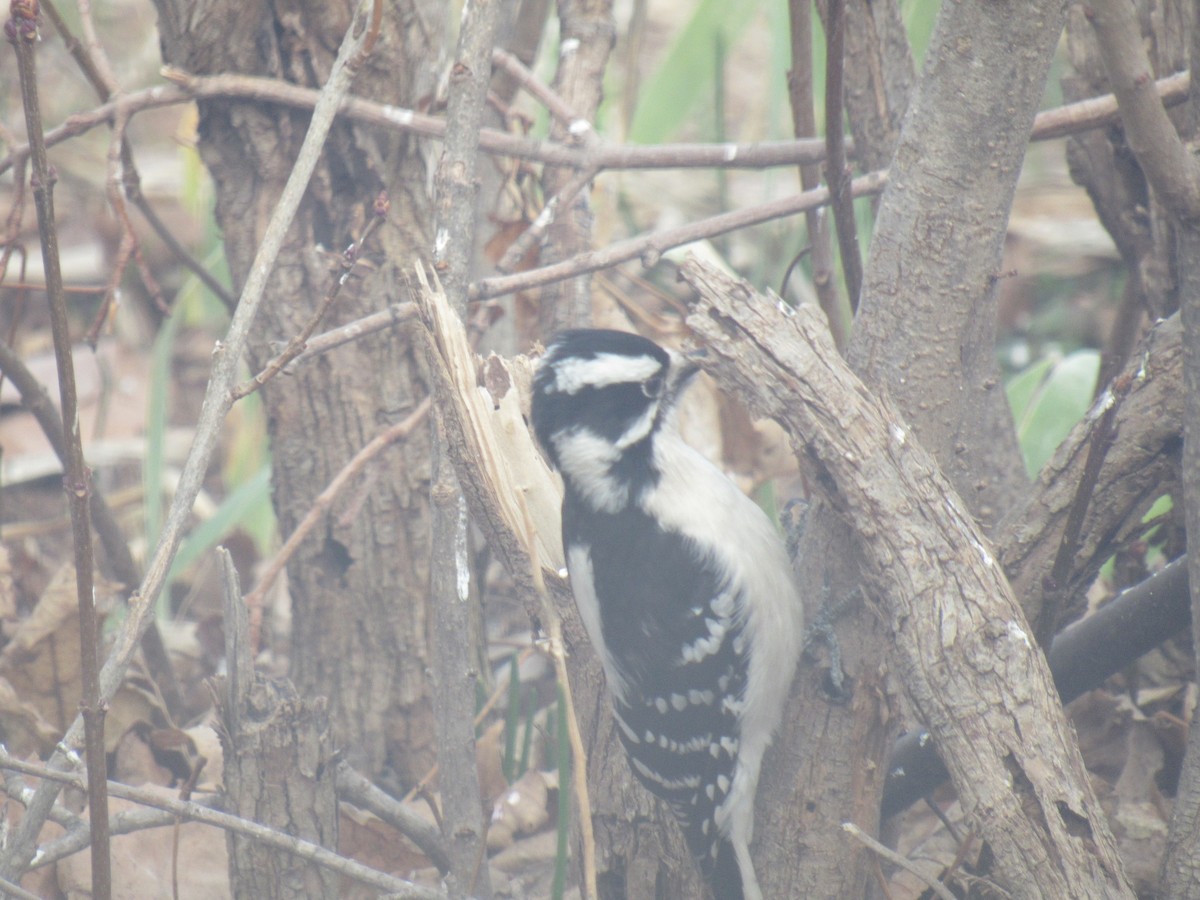 Hairy Woodpecker - ML304657501