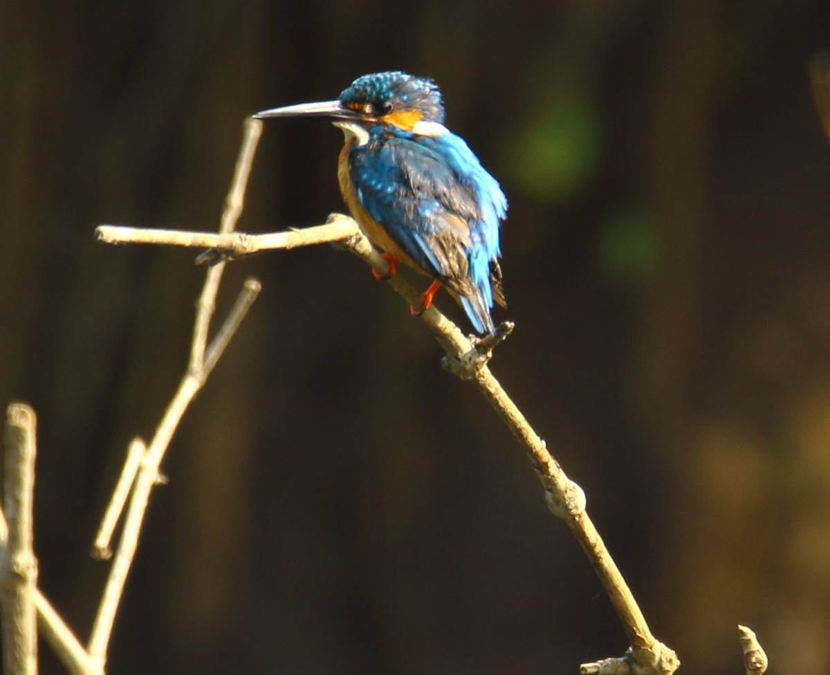 Common Kingfisher - Amol Gokhale