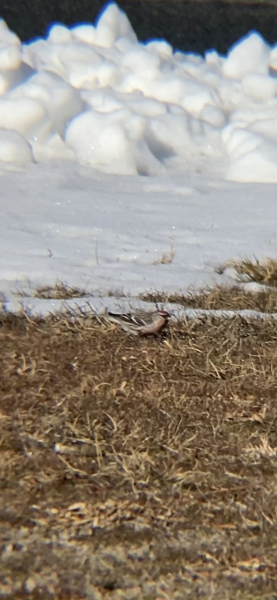 Redpoll (Common) - ML304659701