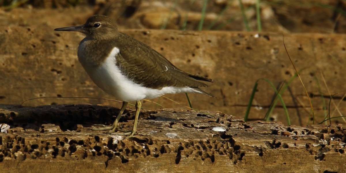 Common Sandpiper - ML304659871