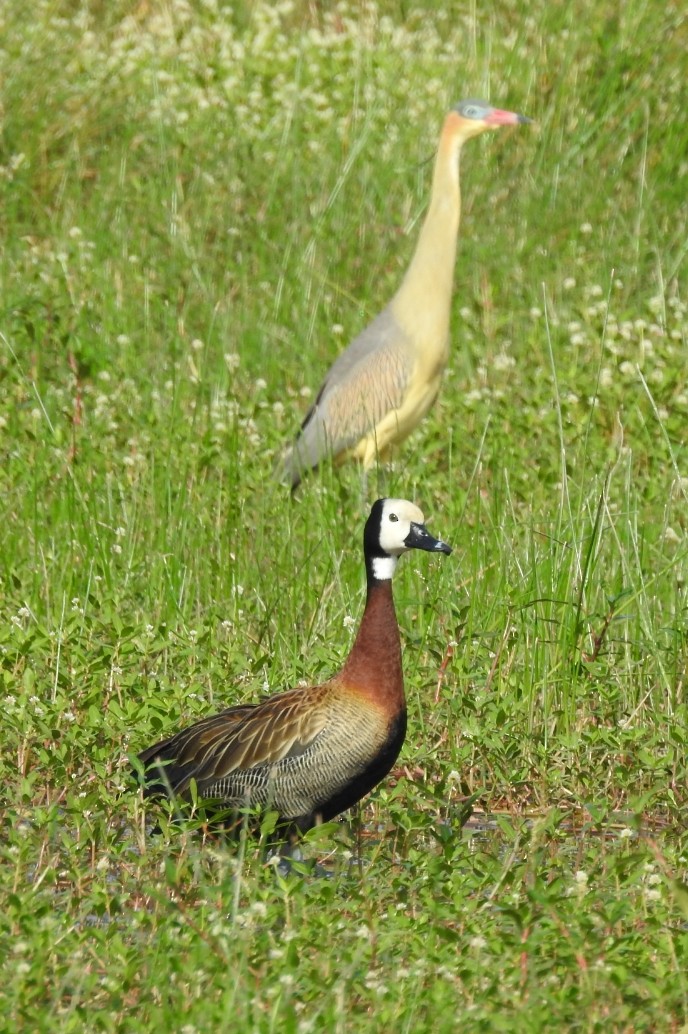 White-faced Whistling-Duck - Fernando Muñoz