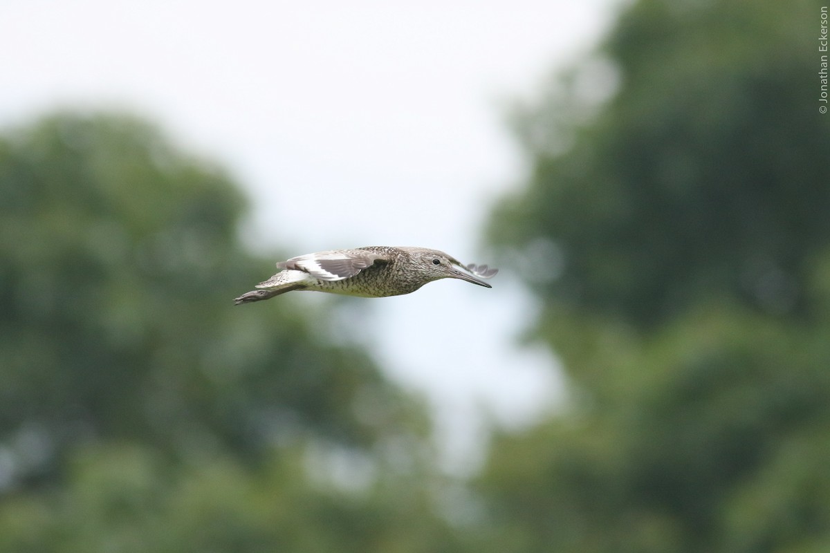 Willet (Eastern) - ML30466171