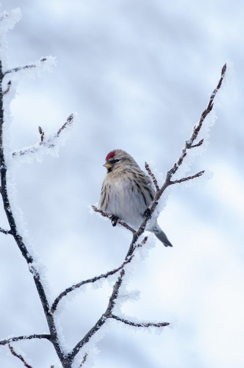 Redpoll - ML304667401