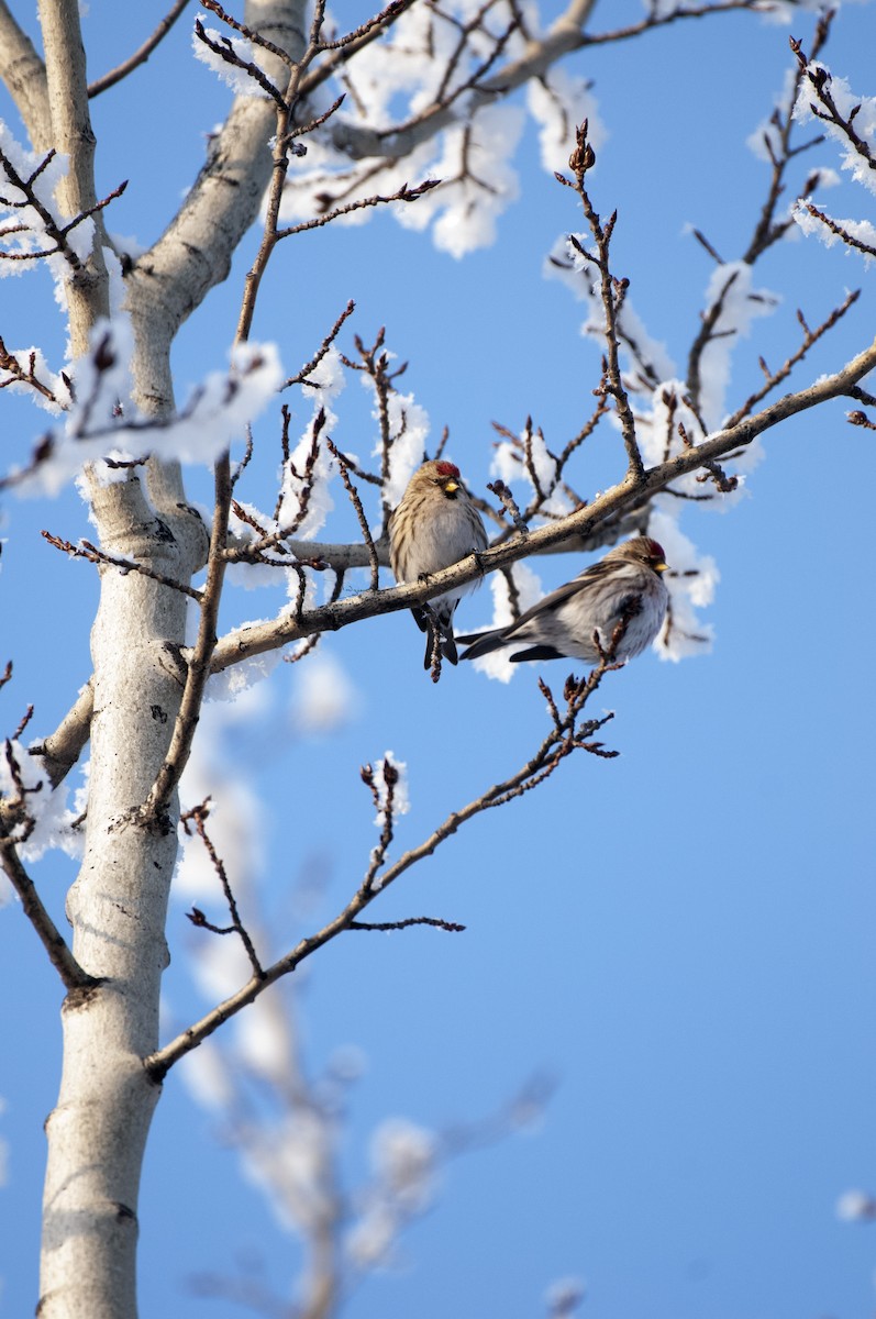 Redpoll - ML304667411