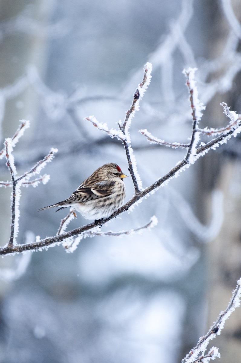 Redpoll - ML304667421