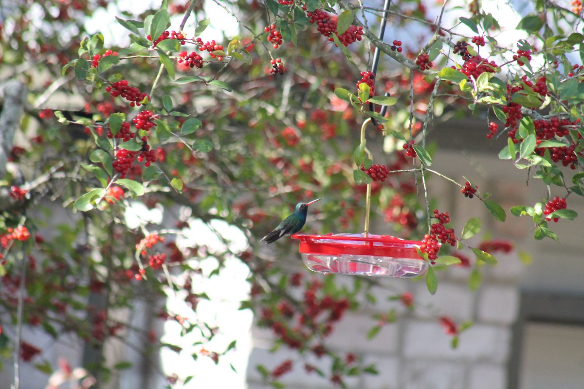 Broad-billed Hummingbird - ML304671441