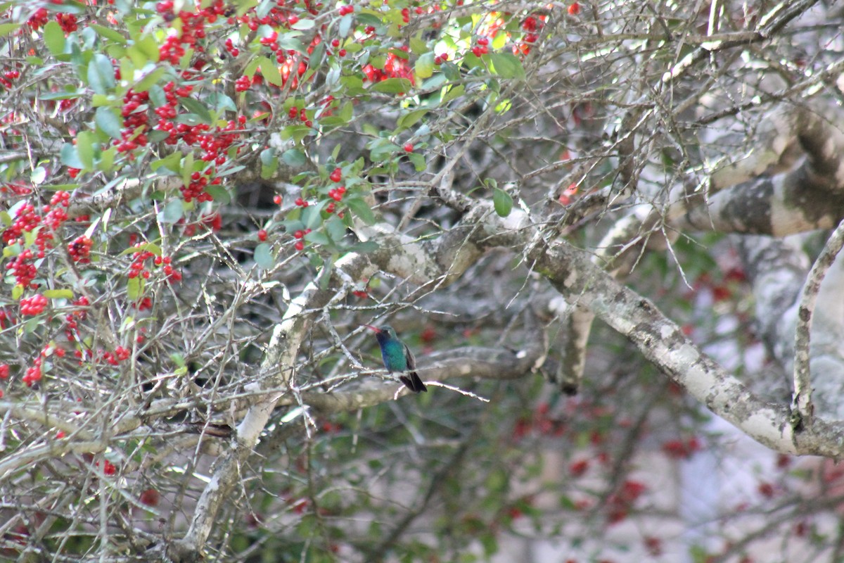 Broad-billed Hummingbird - ML304671491
