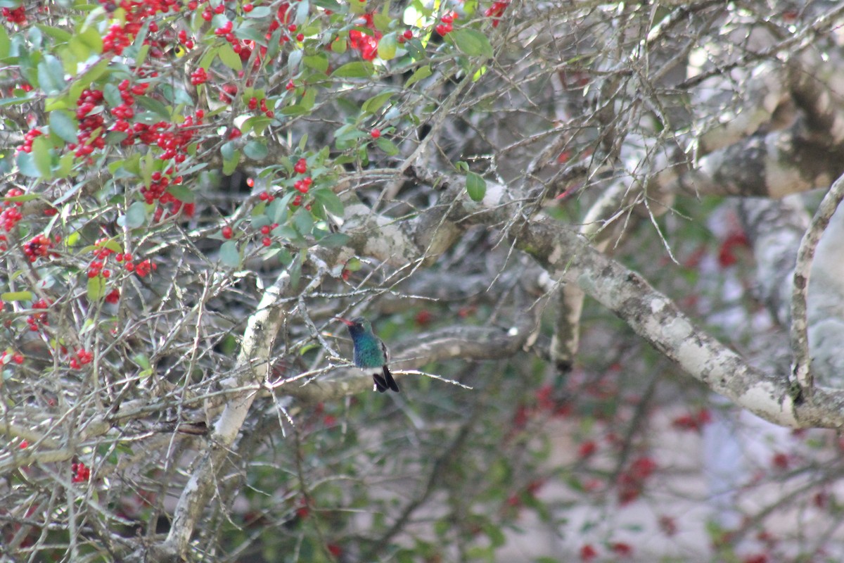 kolibřík širokozobý - ML304671591