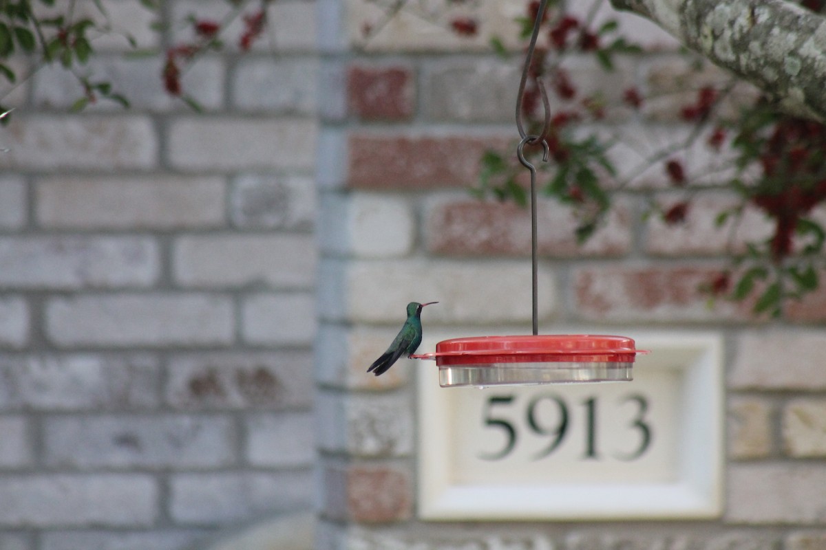Broad-billed Hummingbird - ML304671621