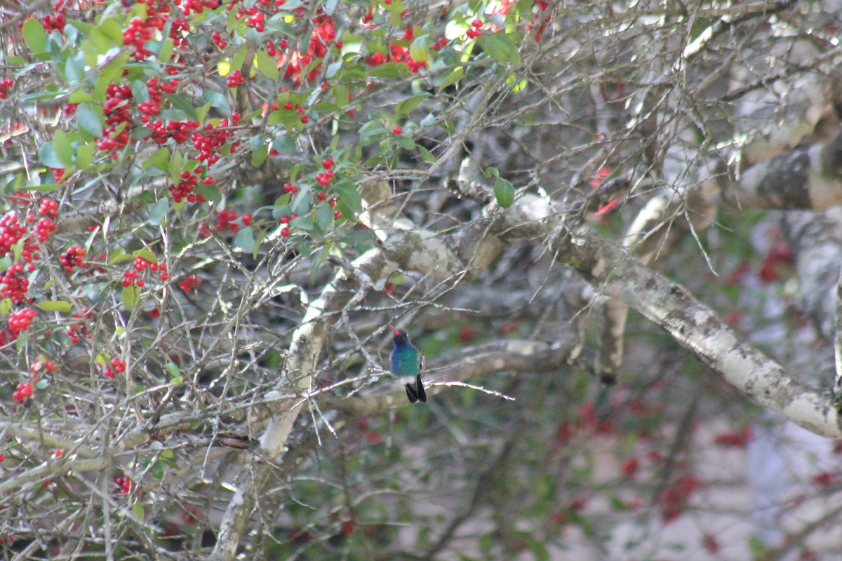 Broad-billed Hummingbird - ML304671631