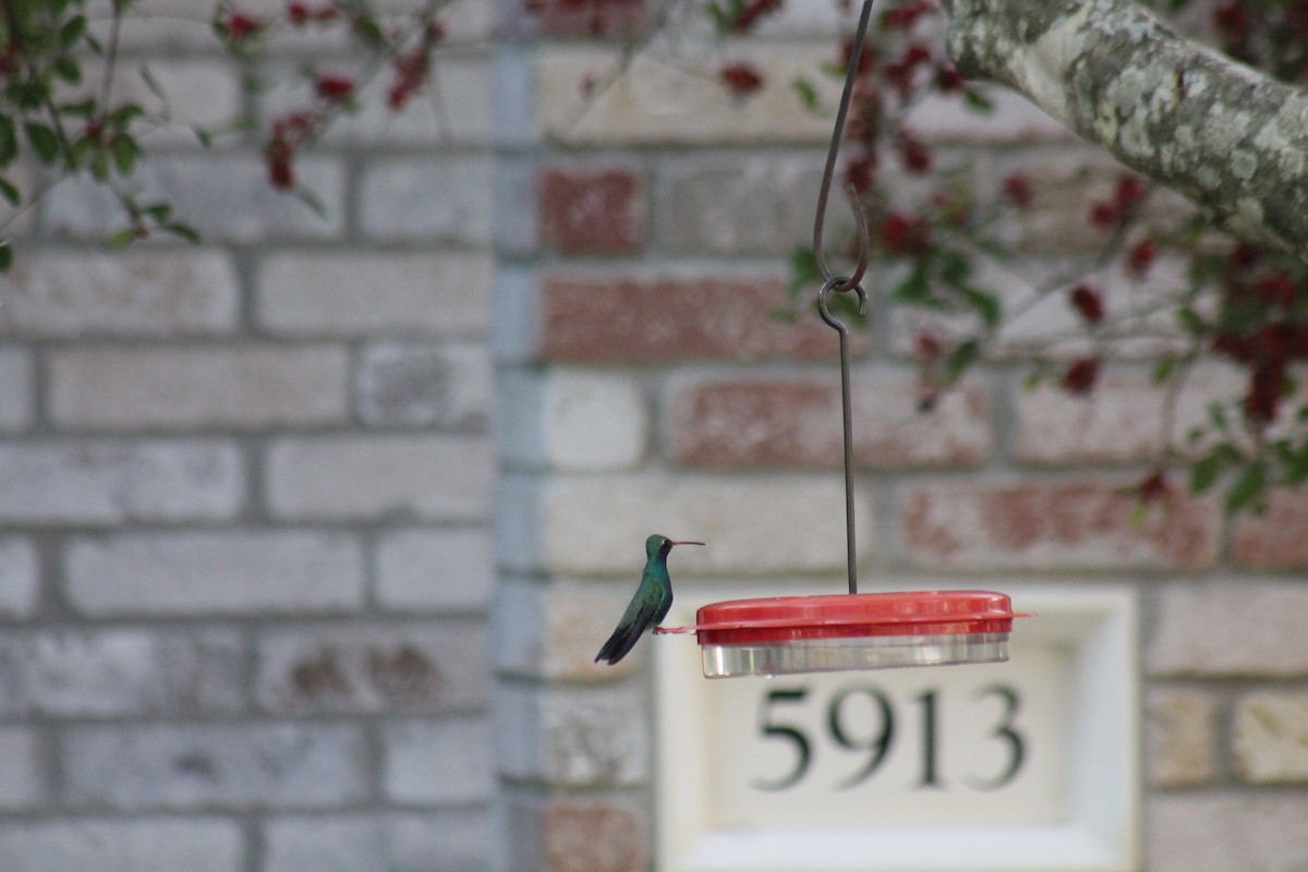 Broad-billed Hummingbird - ML304671641