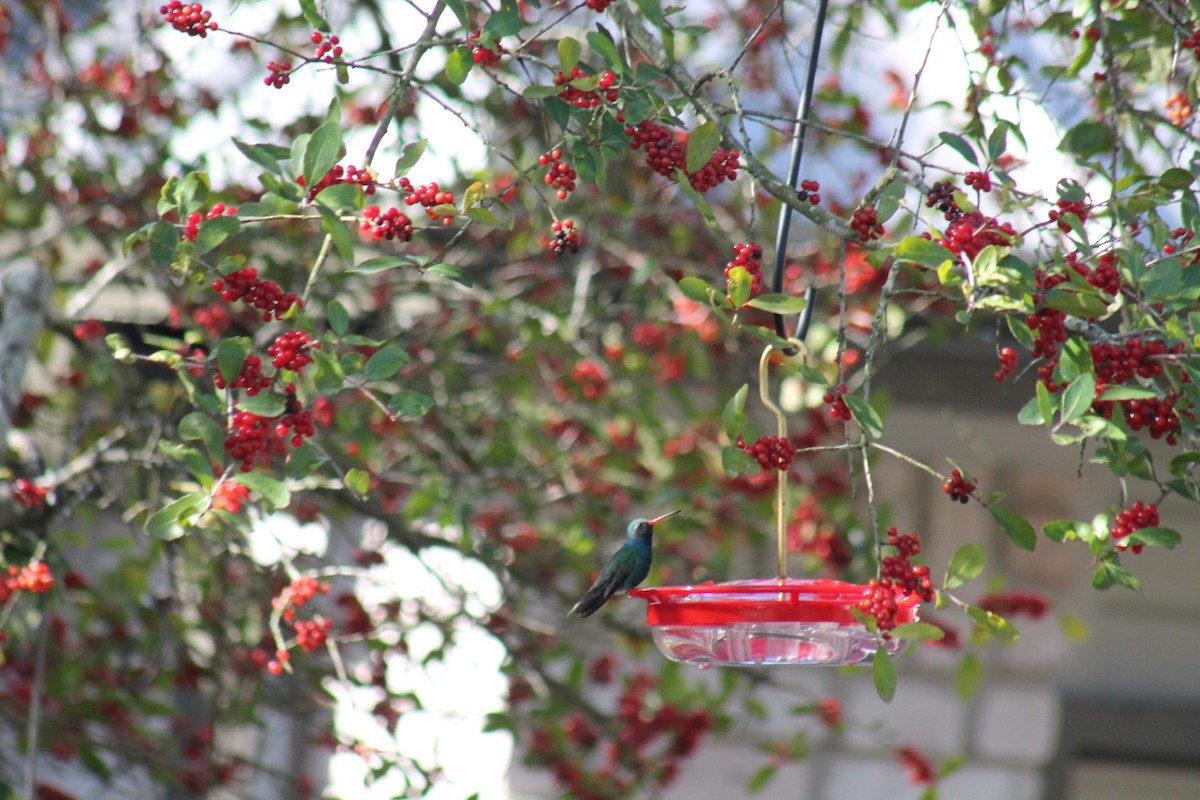 kolibřík širokozobý - ML304671751